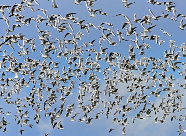 Moc zbioru - Katarzyna Dobrowolska